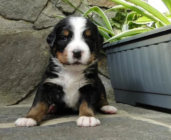 červená holka